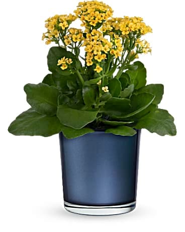 Teleflora's Golden Morning Plant Plant