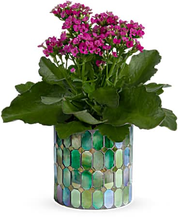 Teleflora's Memorable Mosaic Plant