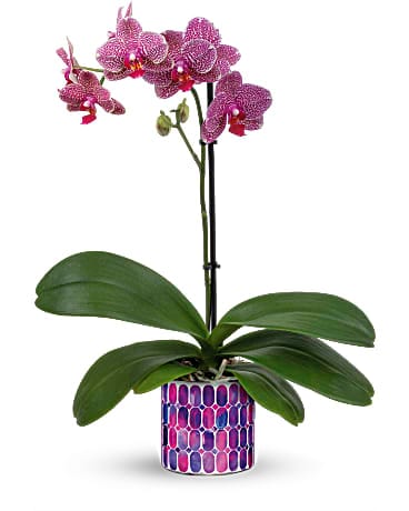 Teleflora's Jewel Shine Orchid Plant