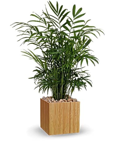 Teleflora's Peaceful Palm Plant