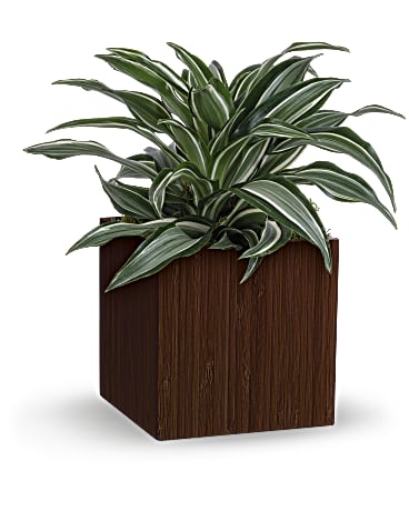 Teleflora's Soothing Dracaena Plant