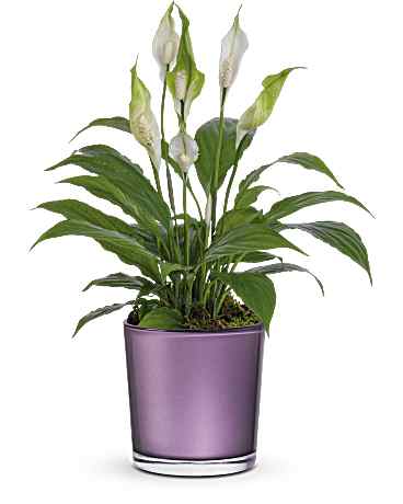 pothos green dragon Rare Uncommon Pothos Plants Cuttings Albo Pothos Dragon Key Sleeping J   Rooting 4 Joy