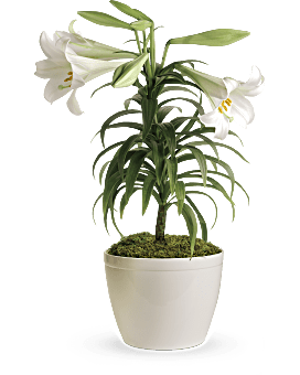 Easter Lily Plant in Toledo OH - Hirzel Brothers Greenhouse