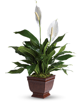Teleflora's Lovely One Spathiphyllum Plant - Plant
