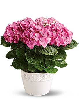 Happy Hydrangea - Pink - Plant