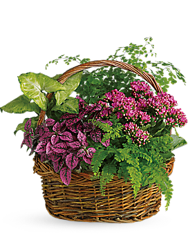 Secret Garden Basket - Plant