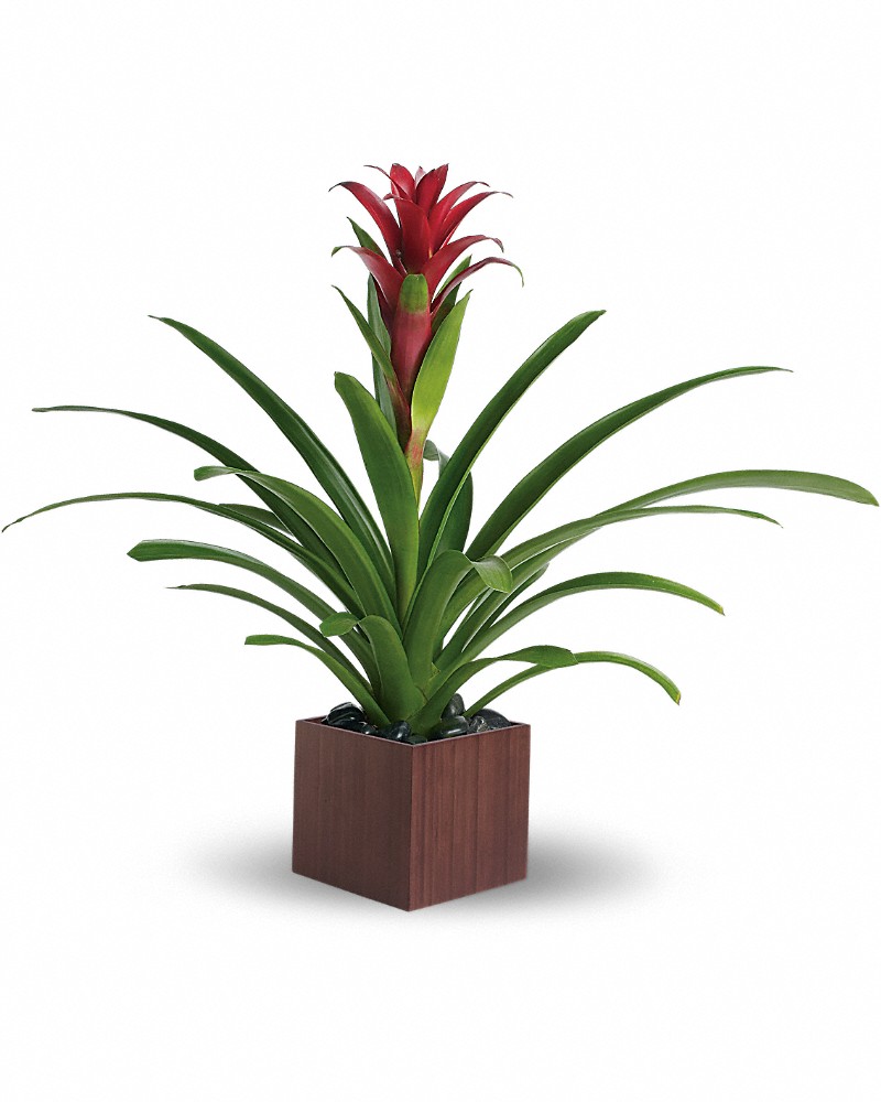 Teleflora's Bromeliad Beauty T100-1 in Chicago IL - Soukal Floral
