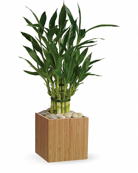 thumbnail image 2 of 50 Lucky Bamboo Stalks – 6 Inches Each – Rooted Cuttings With Free Gold Wire – Wholesale 2 of 4