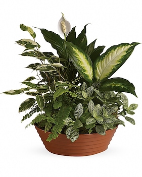 Serene Retreat Plant