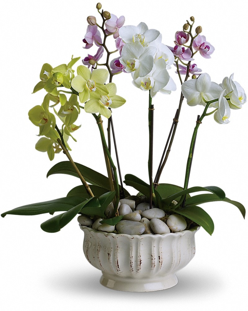 Regal Orchids Plant