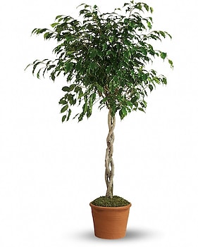 Plants Delivery Phoenix AZ | Send Indoor Plants in Scottsdale AZ