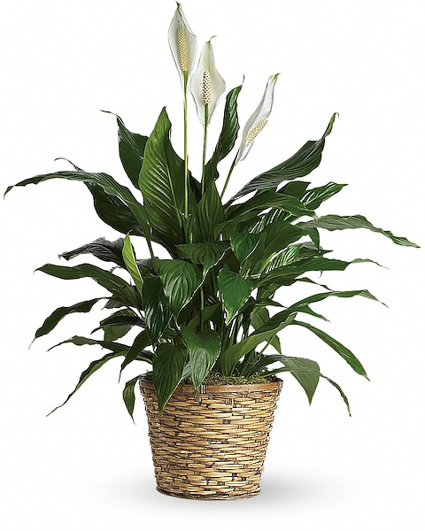 Simply Elegant Spathiphyllum (Peace Lily) - Medium Plant