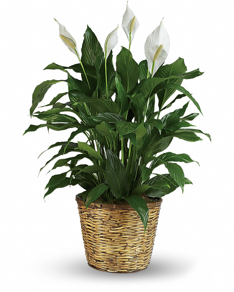 Peace Lily Plant - Large in Fort Pierce FL - Giordano's Floral Creations