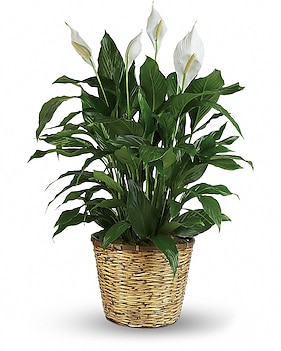 Simply Elegant Spathiphyllum (Peace Lily) - Large Plant