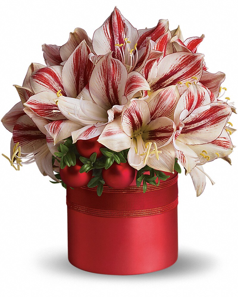 Teleflora's Peppermint Amaryllis in Amelia OH - Amelia Florist & Gifts