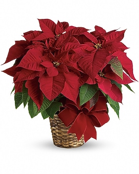 Red Poinsettia Bouquet
