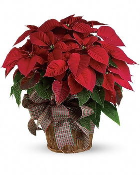 Large Red Poinsettia Bouquet