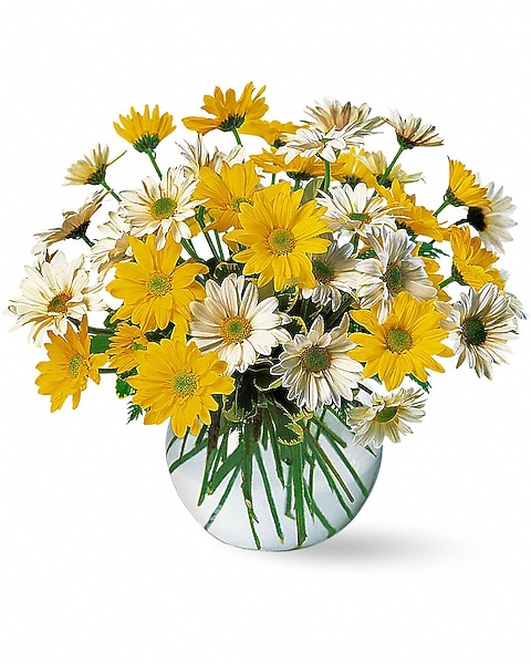 Dashing Daisies in Beaumont TX Forever Yours Flower Shop