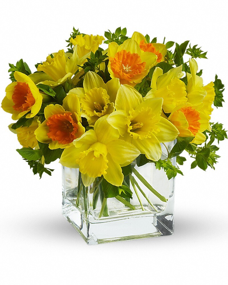 Teleflora's Daffodil Dreams in Quakertown PA - Tropic-Ardens