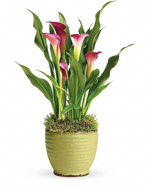 Teleflora's Spring Calla Lily Plant in Dayton OH - The Oakwood Florist