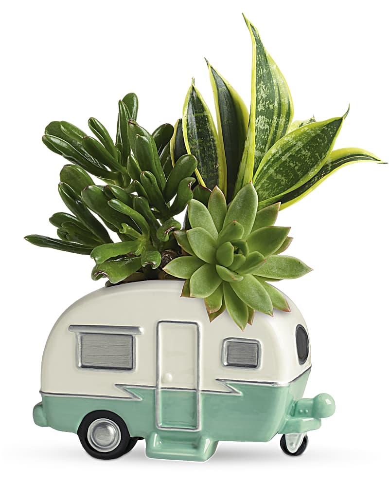 Teleflora's Cool Camper Succulent Garden Plant