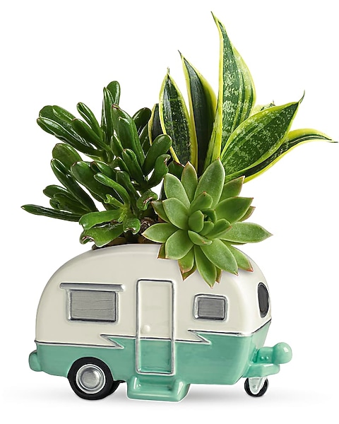 Teleflora's Cool Camper Succulent Garden in Tucson AZ - Abandale Florist