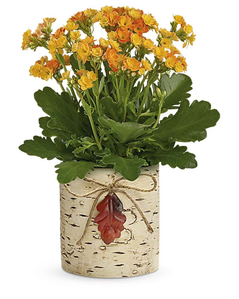 Teleflora Kalanchoe Plant