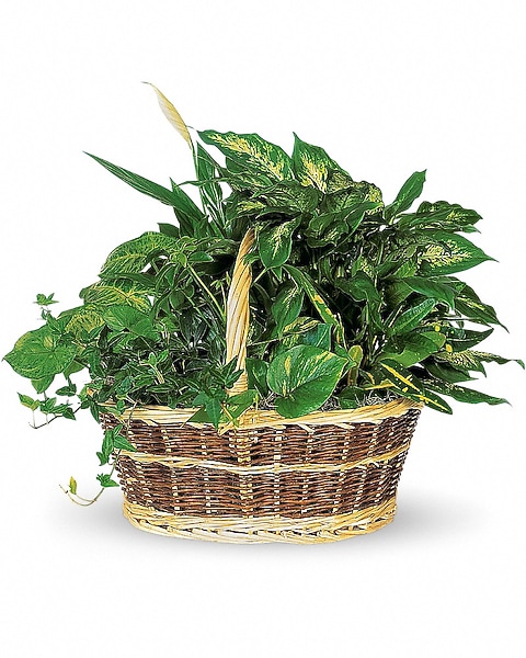 aechmea dean philodendron Philodendron Dean McDowell