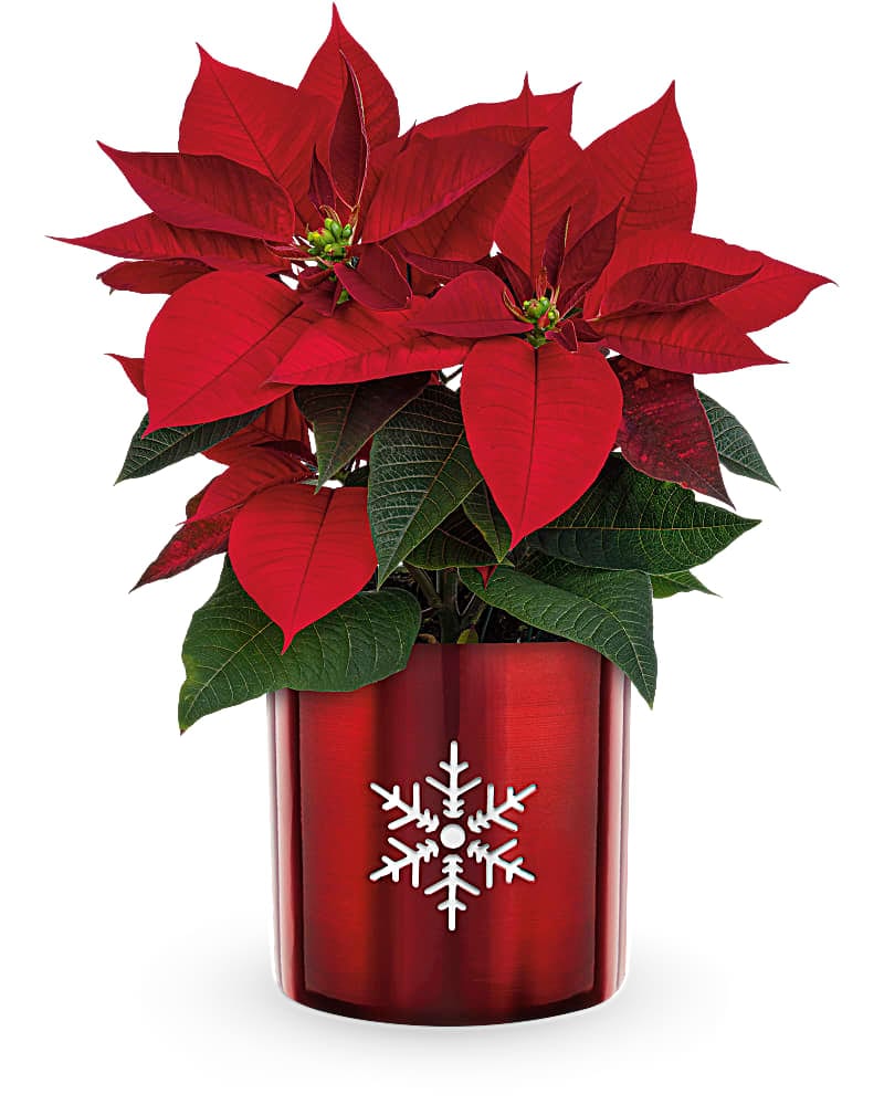 Teleflora Poinsettia
