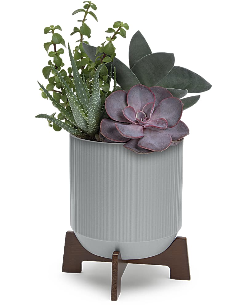 Teleflora's Mod Succulents in Vernon BC - Vernon Flower Shop