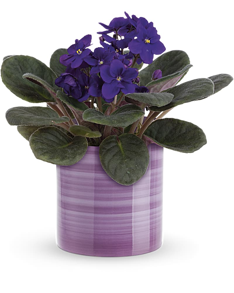 Plants Delivery Franklin KY - D&M Florist & Greenhouse