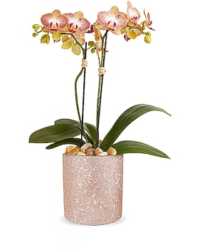 Teleflora's Sparkling Orchid Plant