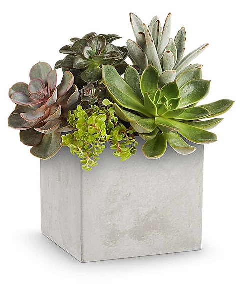 Teleflora's Concreate Oasis Succulent Garden in Wadsworth OH - Barlett-Cook  Flower Shoppe