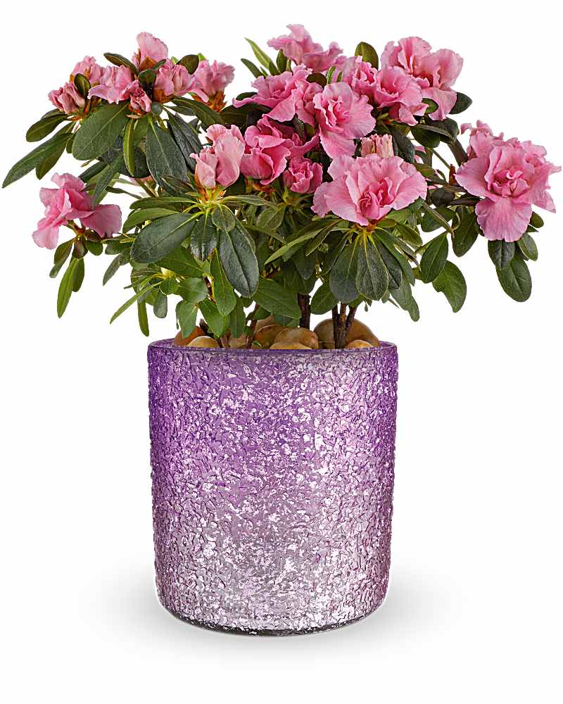 Flowers in a Gift Delivery Louisville MS - Jerry's Flower & Gift