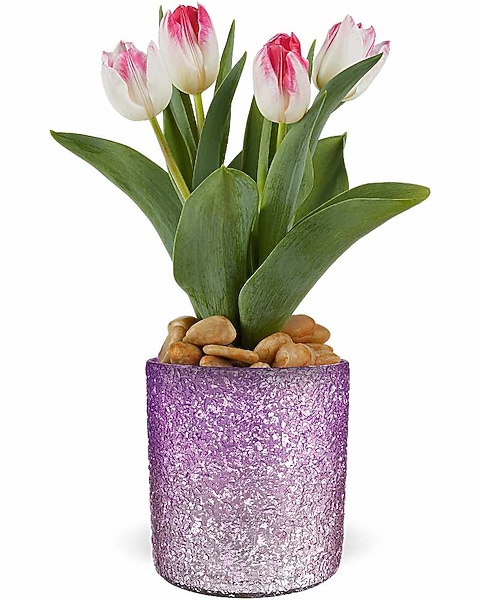 Tulip Flowers In The