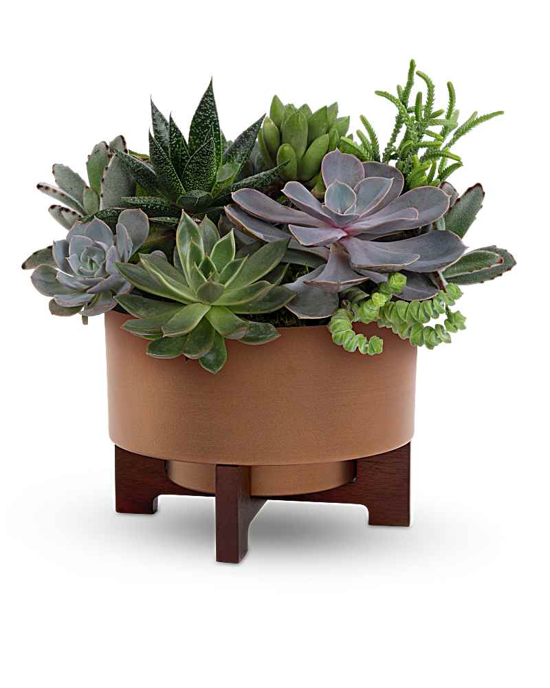 DAC Flower Delivery 新品未開封 DAC Flower Delivery 新品未開封