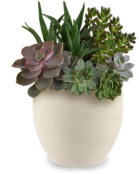 Teleflora's Modern Stone Succulent Garden in Puyallup WA - Buds & Blooms At  South Hill
