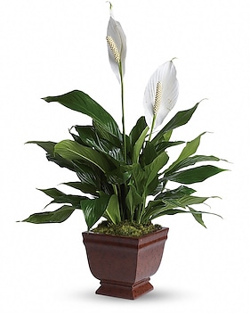 Teleflora's Lovely One Spathiphyllum Plant Plant