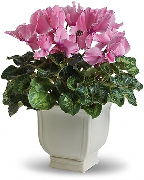 Sunny Cyclamen Plant