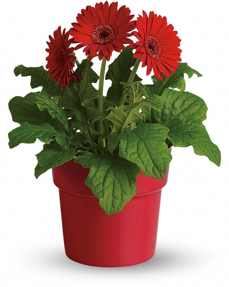 Gerbera plant discount