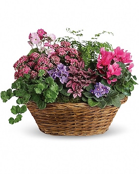 Simply Chic Mixed Plant Basket Basket Arrangement