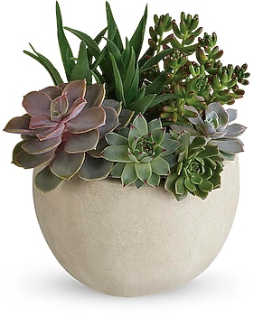Sympathy Plants Delivery Hagerstown MD - Chas. A. Gibney Florist &  Greenhouse