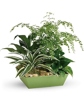 Forever Green Plant Garden Plant