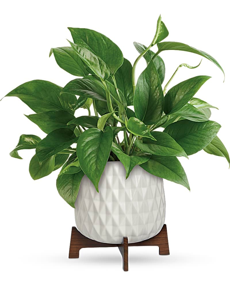 Lush plant discount