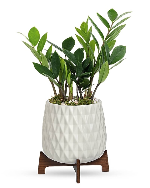 money tree for a party Money Tree Gift Card, Cash, Tickets Holder With 10 Clips, LED Tips   FoxTrotLiving