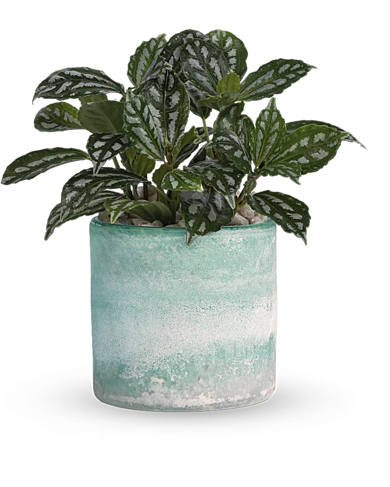 Plants Delivery Franklin KY - D&M Florist & Greenhouse
