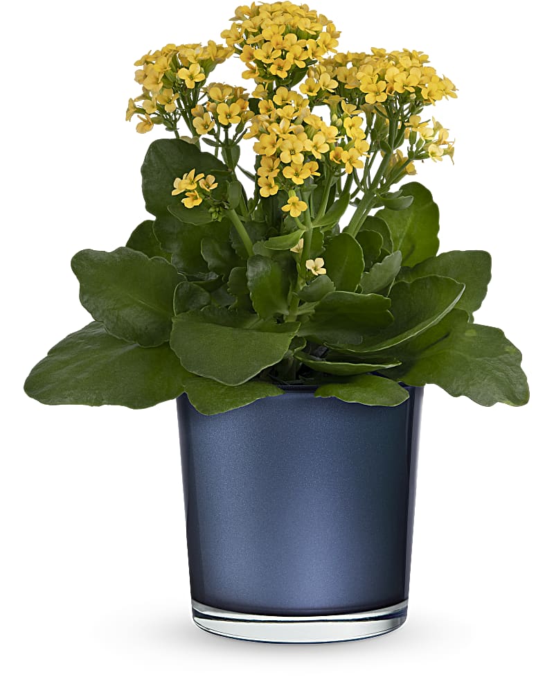 【plantsplants】P. FSQ DeLaRocha/デラロッチャ Flora Bunda 8-in W Small Black Ceramic Indoor/Outdoor
