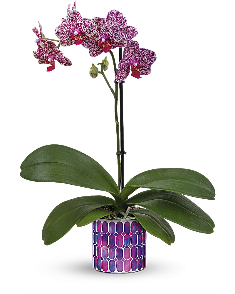 ※まみむー※DAC Plant Delivery まみむー※DAC Plant Delivery まみむー※DAC Plant Delivery