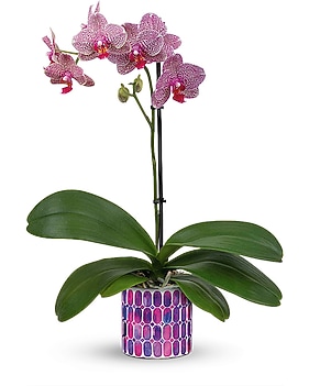Teleflora's Jewel Shine Orchid Plant