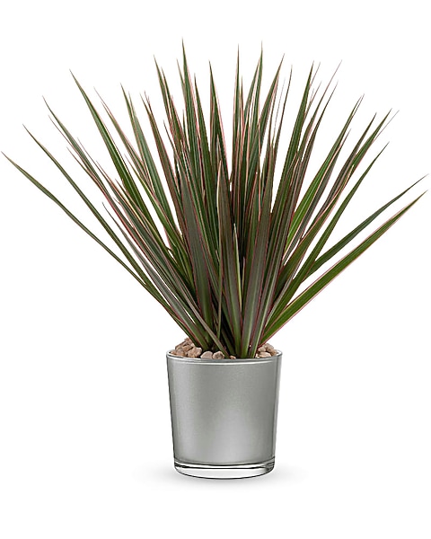 Teleflora's Moonstone Dracaena